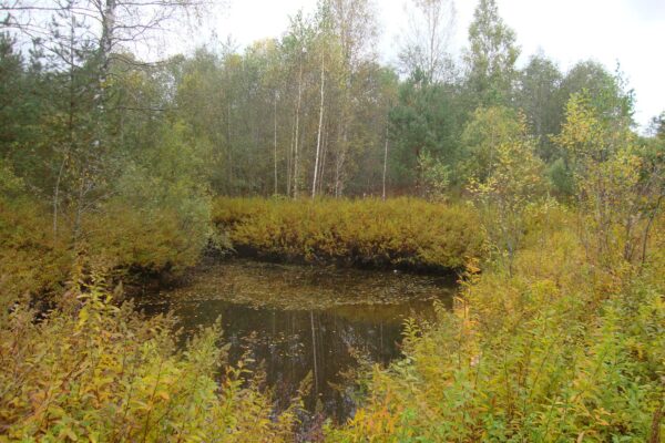 Вензельные пруды усадьбы Зуровых